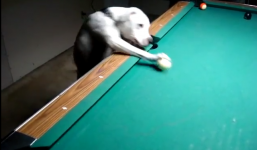 Hài hước: Chú chó chơi bi a cực đỉnh